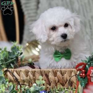 Jasper, Bichon Frise Puppy